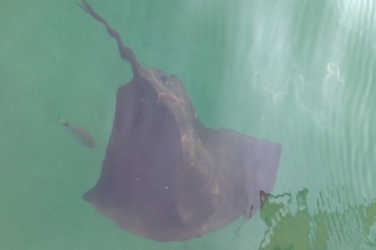 Location Voilier Jeanneau Sun Odyssey 40 Ds Saint-Florent