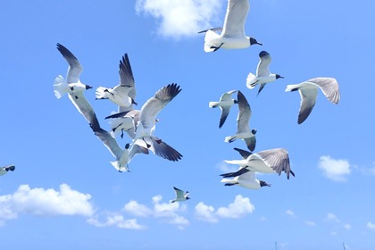 Location Catamaran LAGOON 380 Pointe-à-Pitre