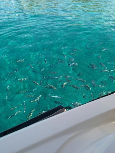 Santa Ponsa Without license Bayliner element E 5 alt tag text