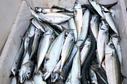 Alquiler Lancha Quicksilver Activ 805 Open Talmont-Saint-Hilaire