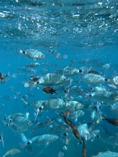 Sorrent Motorboat Acquamarina Acquamarina 650 Open alt tag text