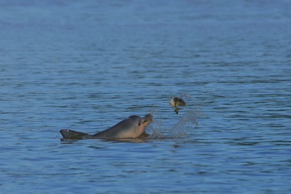 Location Bateau à moteur Amazone Structure Aluminium Vedette 27 Remire-Montjoly