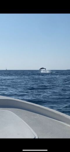 Пула Without license Adria 500 Open alt tag text