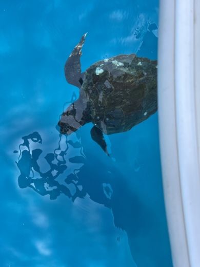 Zaquintos Motorboat Coronet Day cruise 24 alt tag text