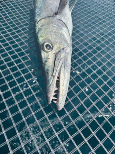 San Blas Islands Catamaran Catamaran 50 foot alt tag text