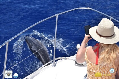 Rental Motorboat Bayliner Ciera 2355 Calheta