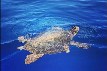 Hyra båt Båt utan licens  Poseidon Blue Water 185 Zakynthos