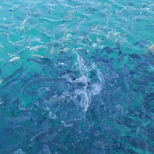 Motorboat Barbagelata LIFE BOAT Boat design plan