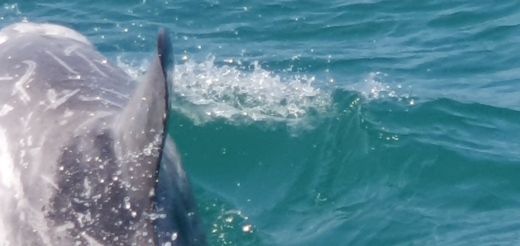 Trébeurden Sailboat Jeanneau sun odyssey 33i alt tag text