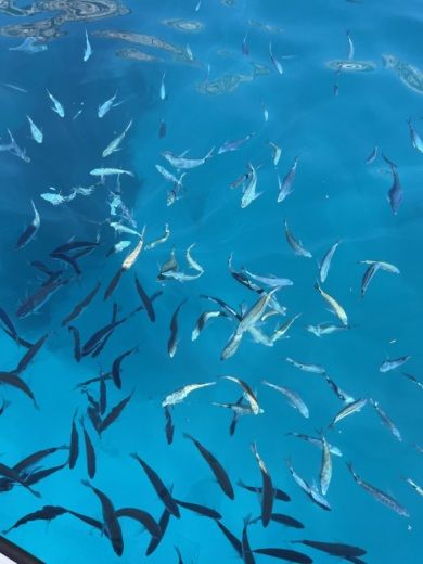 Marselha Motorboat Quicksilver Activ 555 Open alt tag text