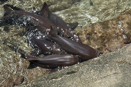 Hire Catamaran Endeavour 44 Bimini