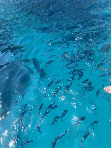 Каниђоне RIB Lady Sailing Expo King 115hp n. 7 alt tag text