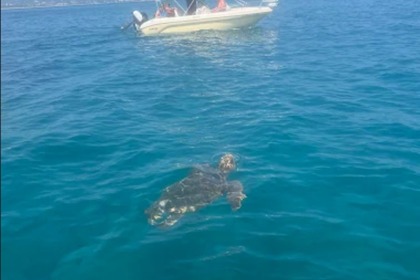 Charter Boat without licence  Poseidon Blue Water 185 Zakynthos