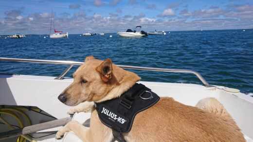 Lège-Cap-Ferret Motorboat Dubigeont Clarige alt tag text