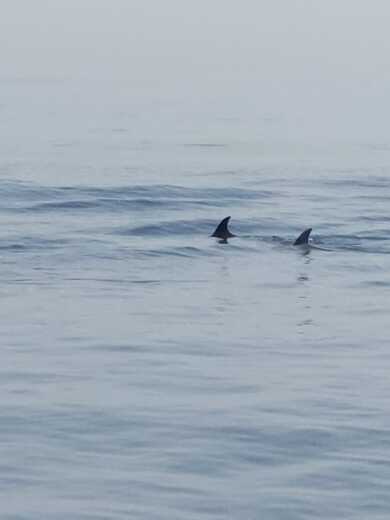 Estepona Catamaran Lagoon Lagoon 380 alt tag text