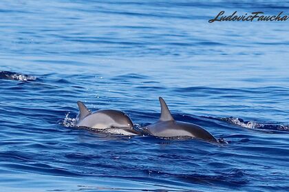 Location Semi-rigide selva pro 700 année 2024 Saint-Gilles les Bains