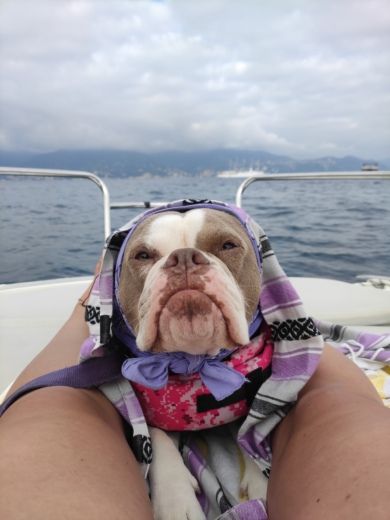 Rapallo Without license Selva Marine 5.7 ELEGANCE alt tag text