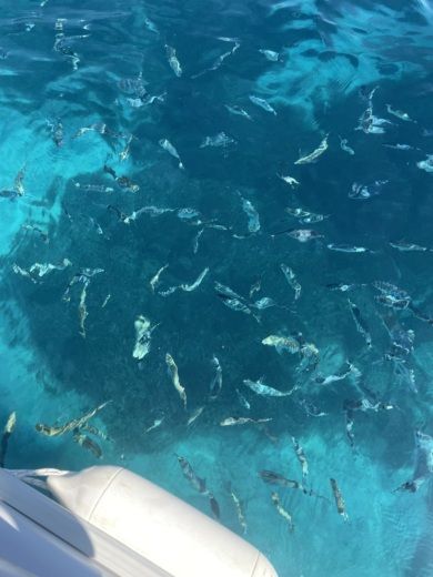 Lêucade Without license IONION 5 alt tag text