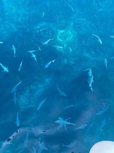 Сплит Sailboat  Bavaria 37 Cruiser alt tag text