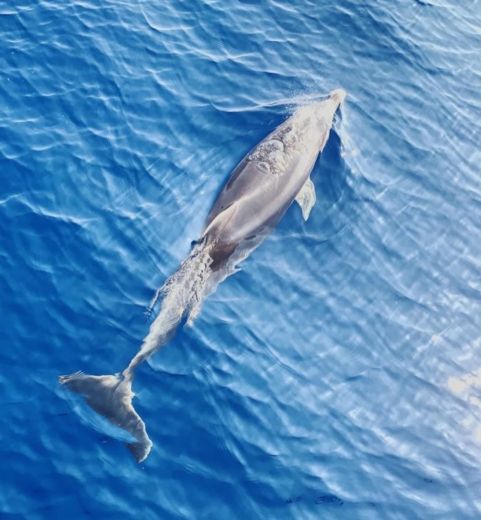 Portisco Motorboat Beneteau Antares 12 metri inclusi a bordo the  water games alt tag text