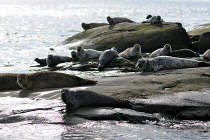 Hyra båt Katamaran BW Seacat Catamaran Hönö