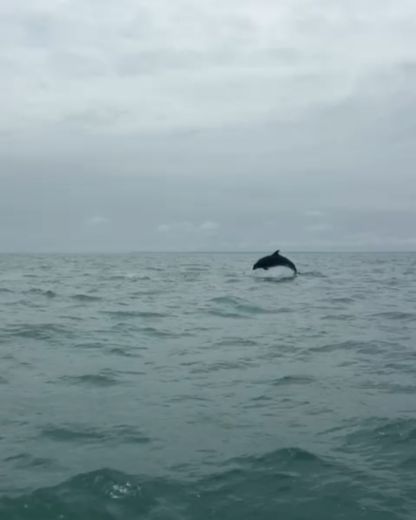 Saint-Malo RIB 3d Tender LUX 655 alt tag text