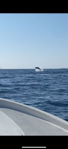 Пула Without license Adria 500 Open alt tag text