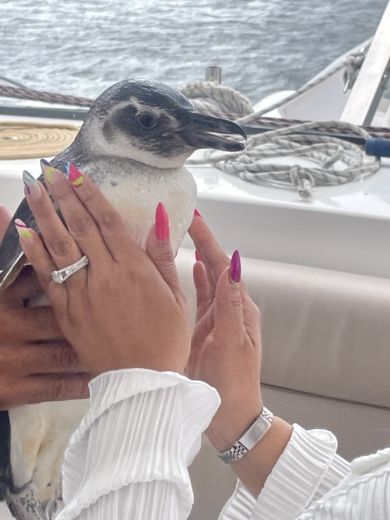 Rio de Janeiro Catamaran Praia Praia 47 alt tag text