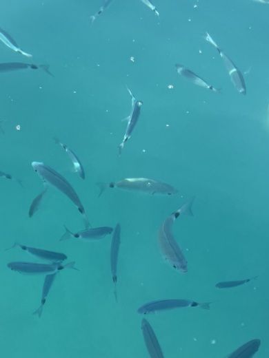 Мандельё-ла-Напуль Motorboat Polyesteryacht Titanium650 alt tag text