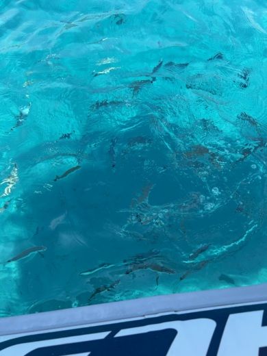 Villasimius Without license Sacs Marine S530 alt tag text