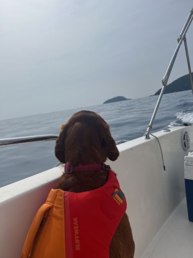 La Spezia Without license DISCOVER LA SPEZIA COAST alt tag text