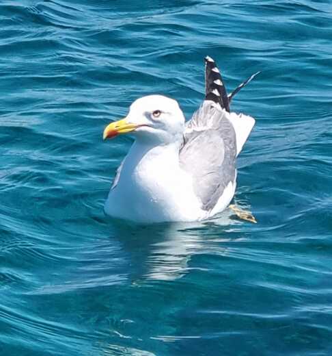 Općina Nin Motorboat INSIDIAS MARINE HM 22 FLY alt tag text