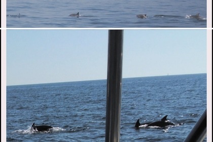 Miete Motorboot Bavaria 42 Vrsar