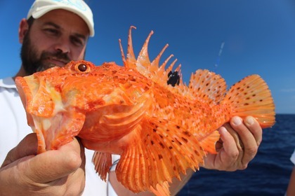 Location Bateau à moteur Pursuit Offshore 3000 Port de Pollença